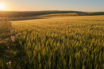 Wide angle view of wheat fields on a sunny evening in the South Downs National Park with the sun setting over the Sussex Weald. The low sun is casting highlights and shadows onto the folding hills