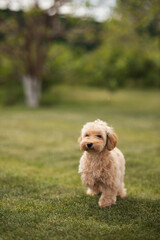 little dog maltipu walks on green grass in the park