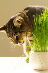 A tabby cat eating cat grass in a living room.Cat grass helps digestion and eliminating hairballs. 