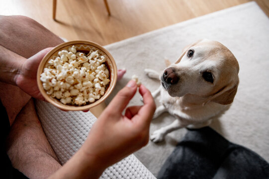 The dog begs for food. Labrador is a glutton. An elderly dog.
