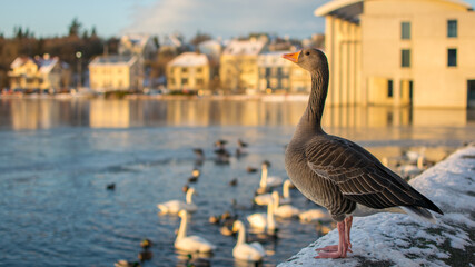 Goose next to reykjavik's lake in winter - obrazy, fototapety, plakaty