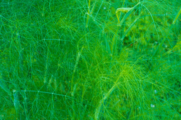 Fresh green fennel close up, background