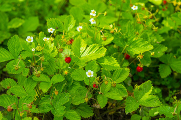 Red and unripe wild strawberry on bush. Flowers and berries on one bush
