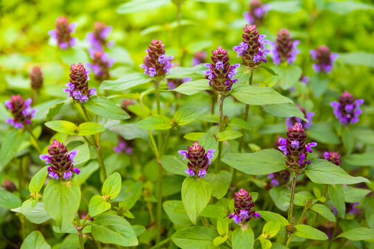 Common Selfheal  (Prunella vulgaris)