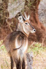 Naklejka na ściany i meble Deer looking back at photographer, Tarangire National Park, Tanzania