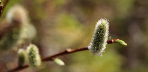 buds in spring