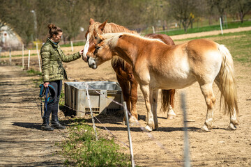 Obraz premium woman with a horse in the paddock in nature