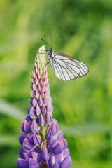 A white butterfly sits on a purple lupine flower among fresh green foliage. Macro photo of insects. Place for text, template for postcards.
