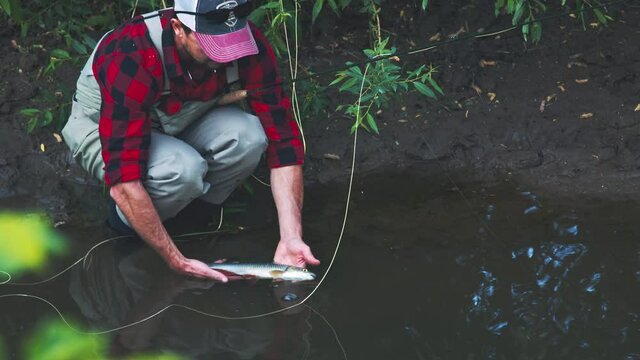 Fly fishing for chub. Angler releases the chub fish (Squalius cephalus) in the river. Catch and release fishing