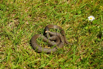 Grass snake in a grass