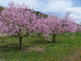 Rosa bl&uuml;hende Pfirsichb&auml;ume auf gr&uuml;ner Wiese im Fr&uuml;hling