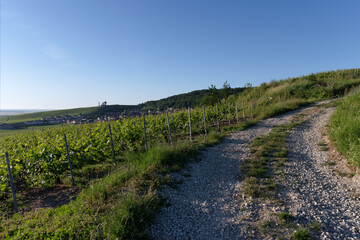 Fototapeta na wymiar Country path and Champagne vineyards in the Reims mountain regional nature park