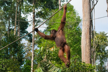 Orangutan in malaysian Borneo