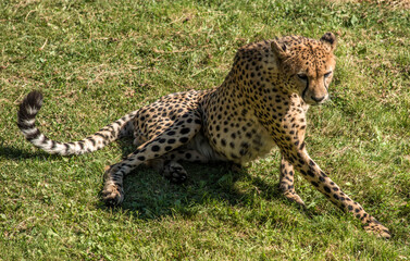 Guépard au repos à Saint-Aignan, Loir-et-Cher, France