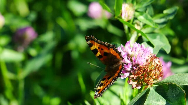  A butterfly on a clover flower eats nectar.