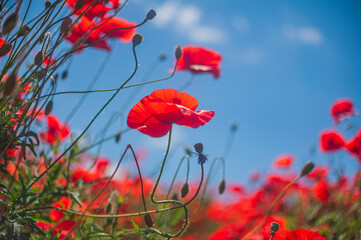 Fototapeta premium The southern sun illuminates the fields of red garden poppies. The concept of rural tourism. Poppy fields