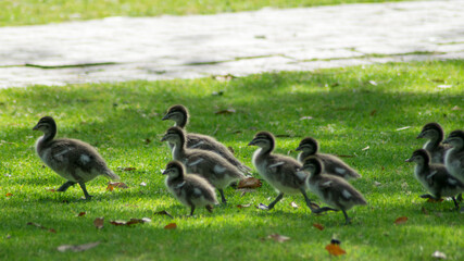 Little ducks on the grass