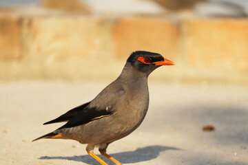isolated closeup common myna sitting on wall