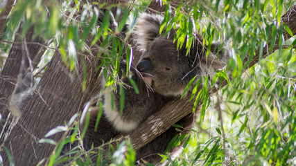 Koala Bear on eucalyptus