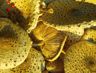 Various parasol mushrooms (macrolepiota procure) pattern in earth tone. Abstract mushrooms hat....