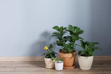 plants in pots on wooden floor indoor