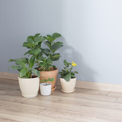 plants in pots on wooden floor indoor