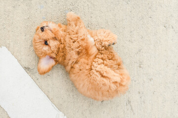 dog puppy poodle on the floor