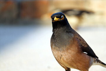 isolated closeup common myna sitting on wall