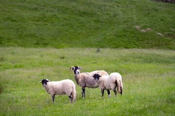 Fototapeta premium Three sheep with horns, white with a black face and black legs, in a green field, England