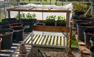 Sweet pea seedlings growing in an unheated smallholding greenhouse at 900ft