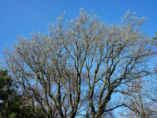 Under a bright, blue sky, a Willow tree in bloom on moorlands smallholding