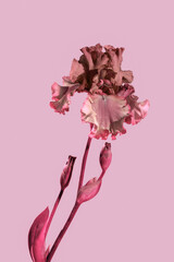 Abstract iris flower in pink tones floral background
