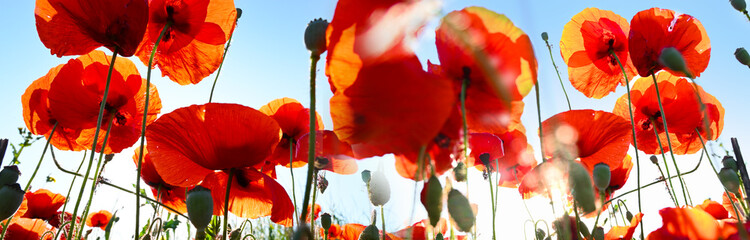 Bloosom red corn poppies field - poppy at sunrise in the nature landscape with blue sky - obrazy, fototapety, plakaty