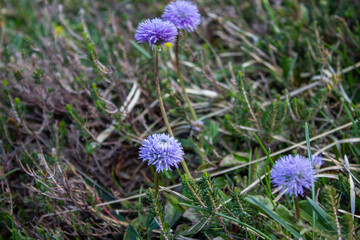 Magical forest climbing the highest Mountain