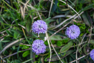 Magical forest climbing the highest Mountain