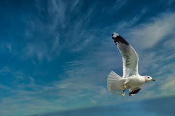 Möwe im Flug an der Ostsee