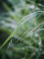 morning dew on a blade of grass