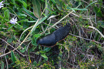 Magical forest climbing the highest Mountain