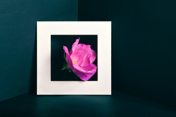 Pink rosehip flower in a white frame. Dark background. Copy space.
