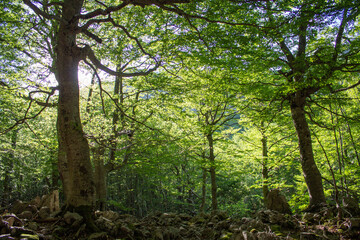 Magical forest climbing the highest Mountain