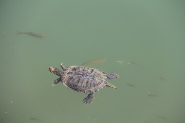 a large turtle swims on a pond