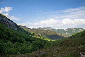 Magical forest climbing the highest Mountain