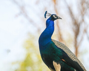 portrait of a peacock
