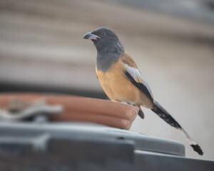 Treepie Rufous drinking water