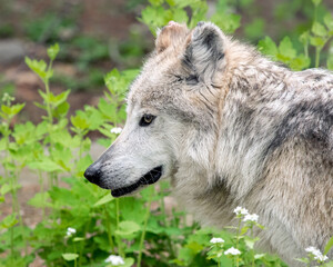 Mexican Gray Wolf Portrait