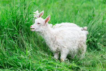 goat on grass.