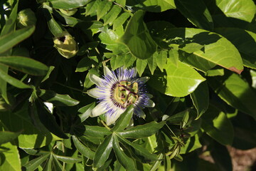 beautiful colorful passion flower passiflora