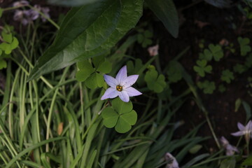 Pink flowers in green grass. Spring time.Violets in the flower bed. Sunny day.