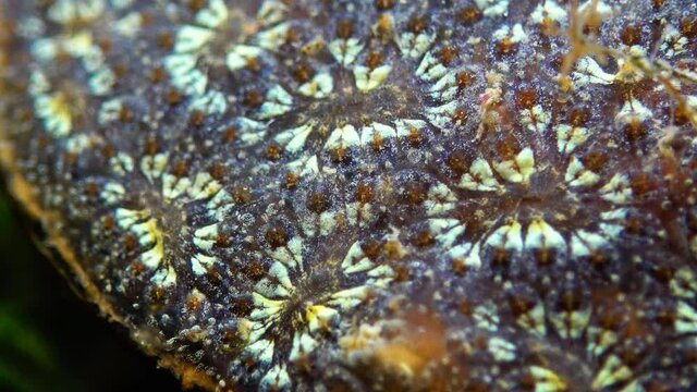 BRYOZOA,  star tunicate (Botryllus schlosseri) is a colonial ascidian tunicate