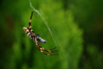 spider on the web